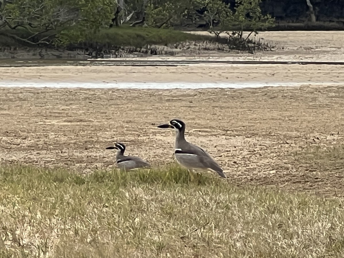 Beach Thick-knee - Steve Boyton