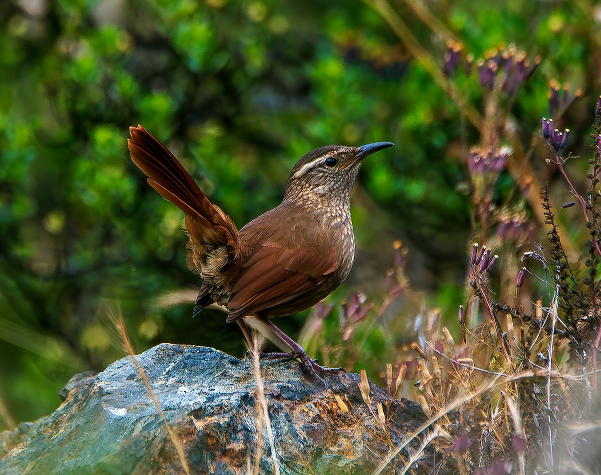 Striated Earthcreeper - José Antonio Padilla Reyes