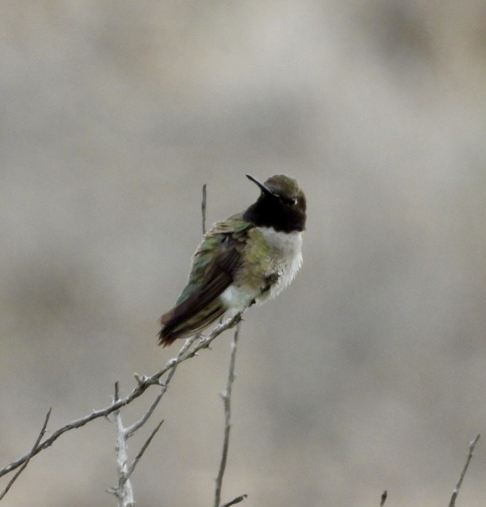 Black-chinned Hummingbird - Erin Jones