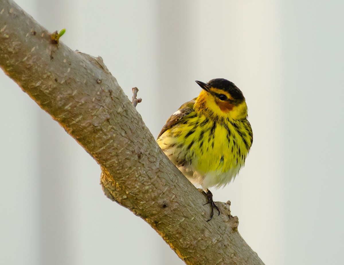 Cape May Warbler - Andrea Salas