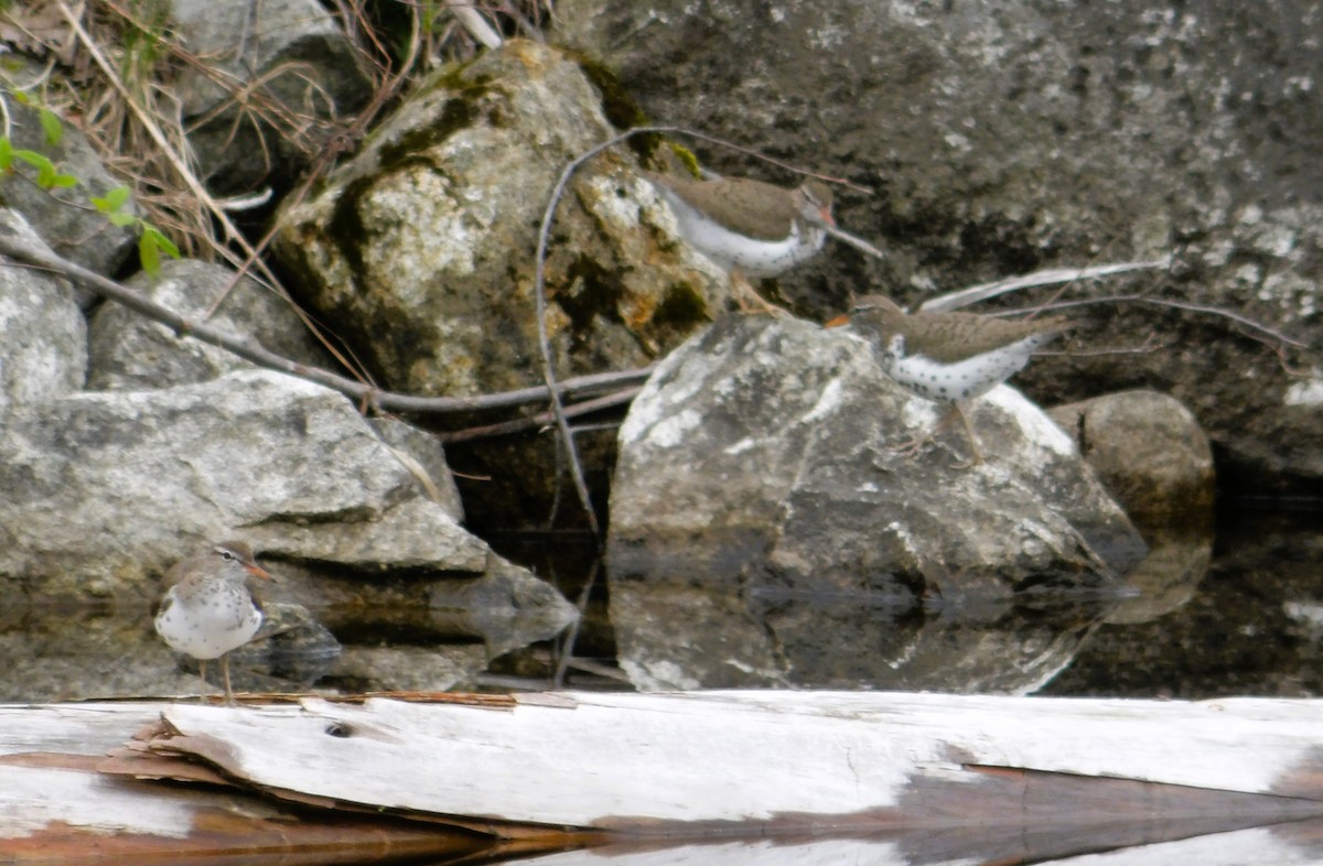 Spotted Sandpiper - Cindy Grimes