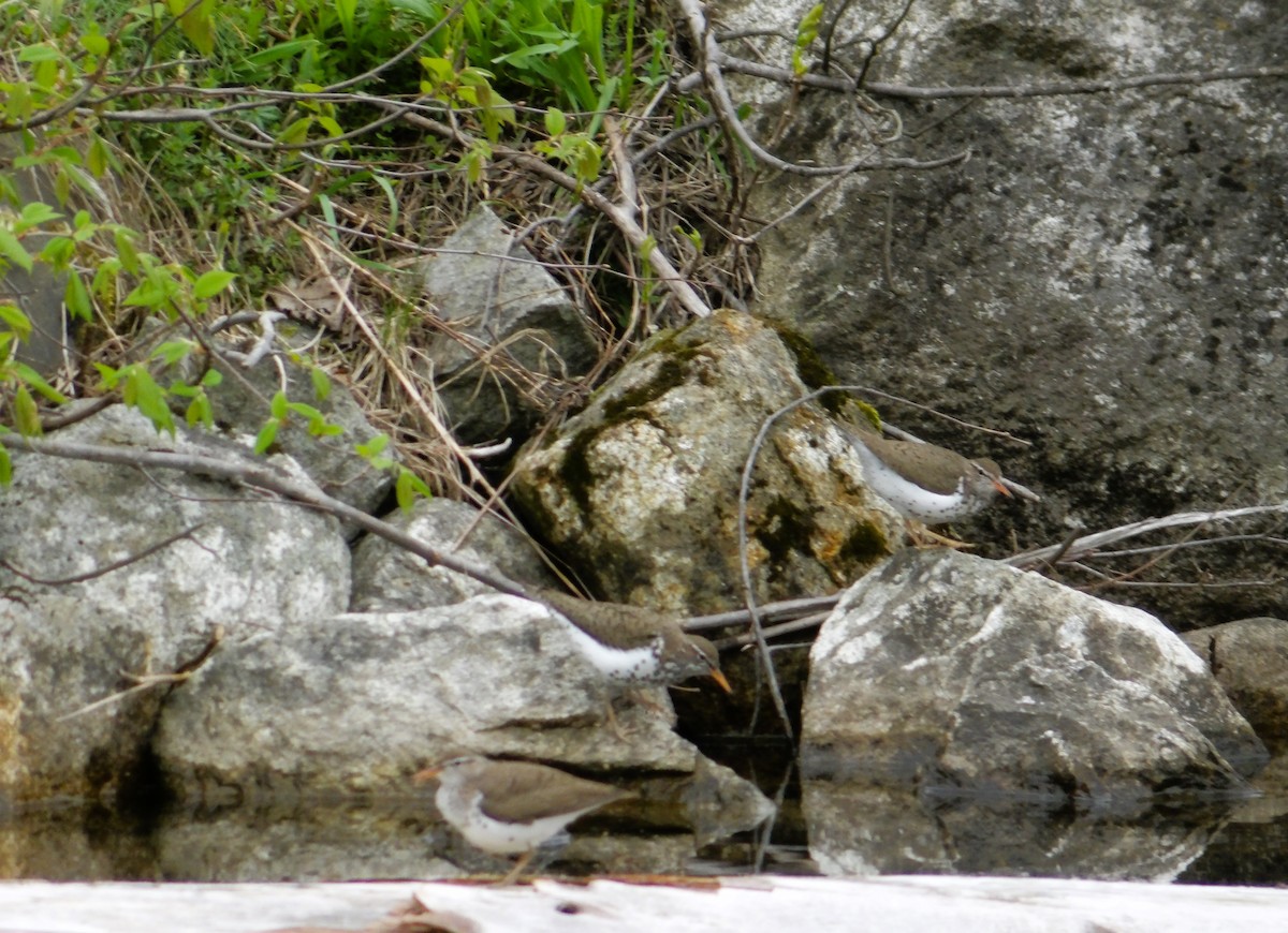 Spotted Sandpiper - Cindy Grimes