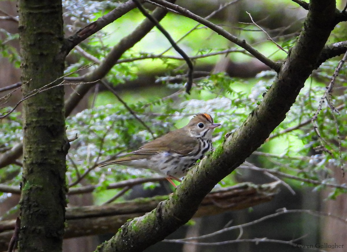 Ovenbird - Gwen Gallagher