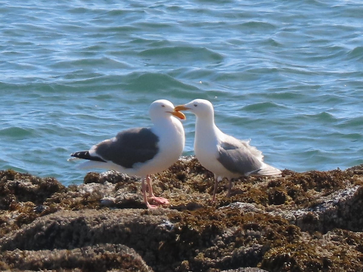 Western Gull - ML619551953