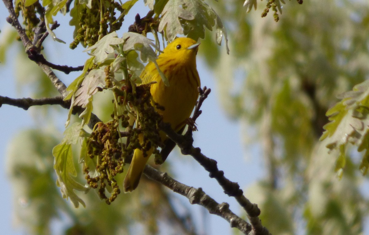 Yellow Warbler - John Coran