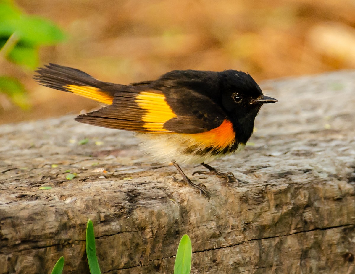 American Redstart - Andrea Salas