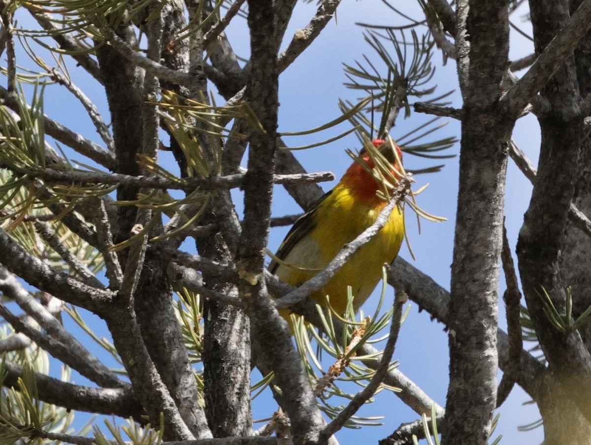 Western Tanager - Chris Gilbert