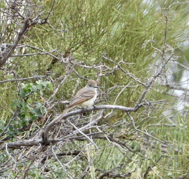 Ash-throated Flycatcher - Erin Jones