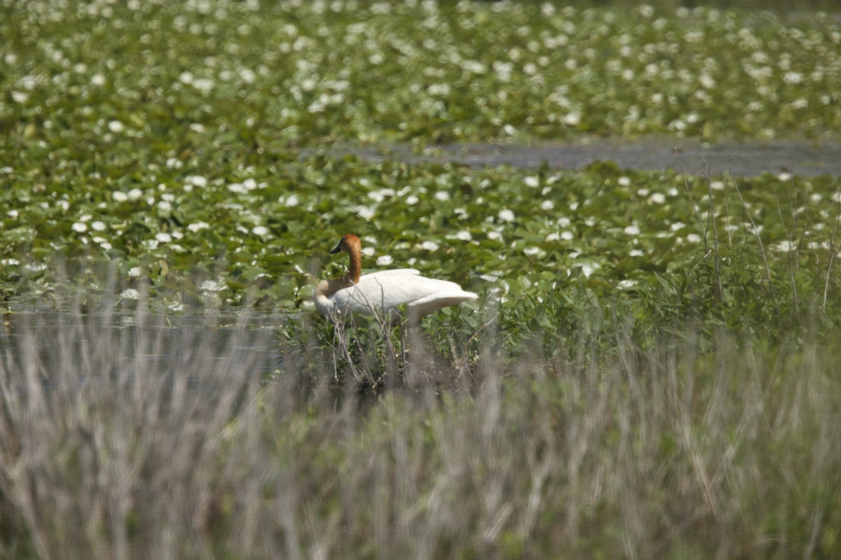 Trumpeter Swan - ML619551964