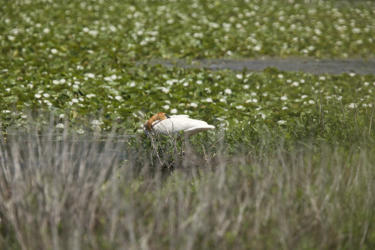 Trumpeter Swan - Paul Miller