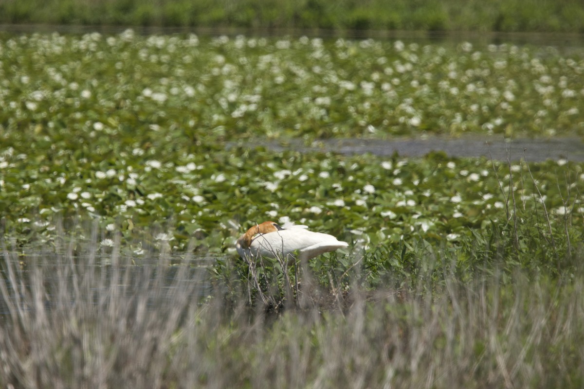 Trumpeter Swan - Paul Miller