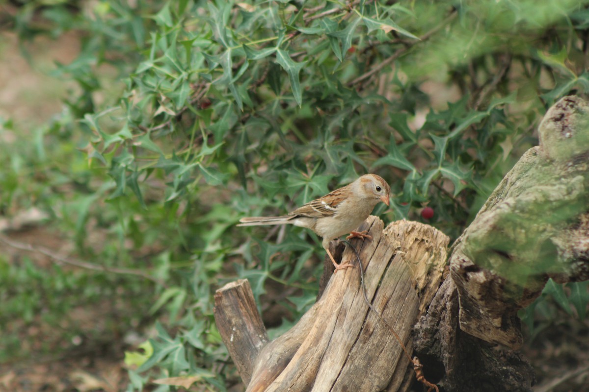 Field Sparrow - Lila Lewis