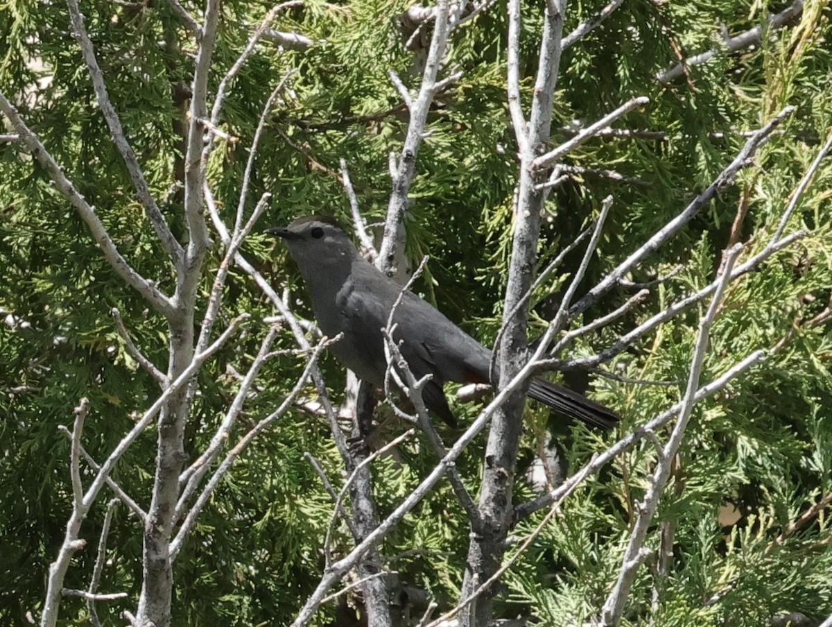 Gray Catbird - Chris Gilbert