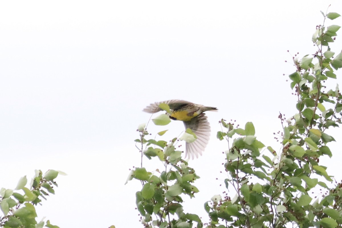 Eastern Meadowlark - Liam Messier