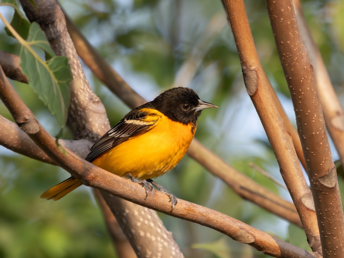 Baltimore Oriole - Ian Sarmiento