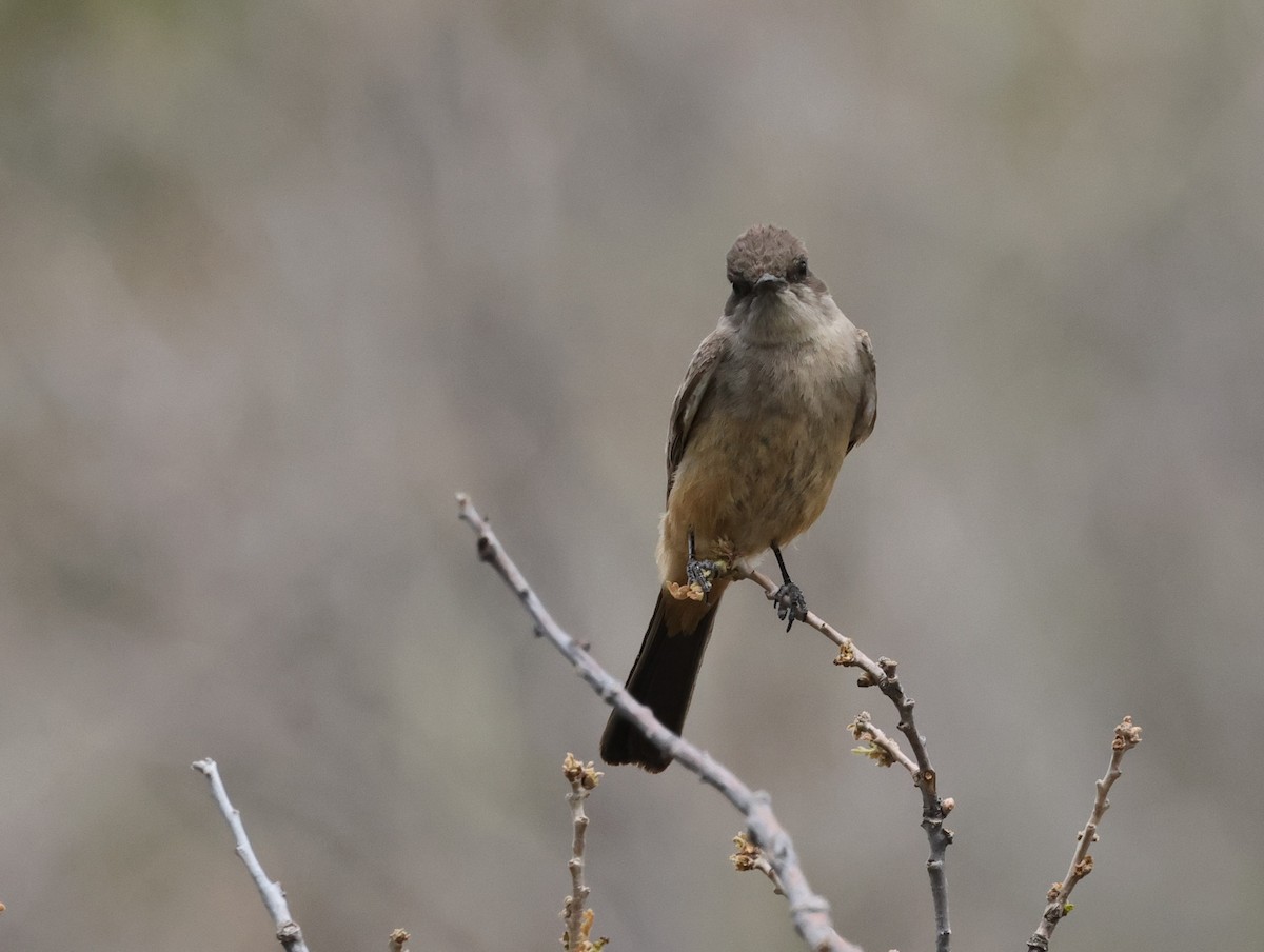 Say's Phoebe - Chris Gilbert