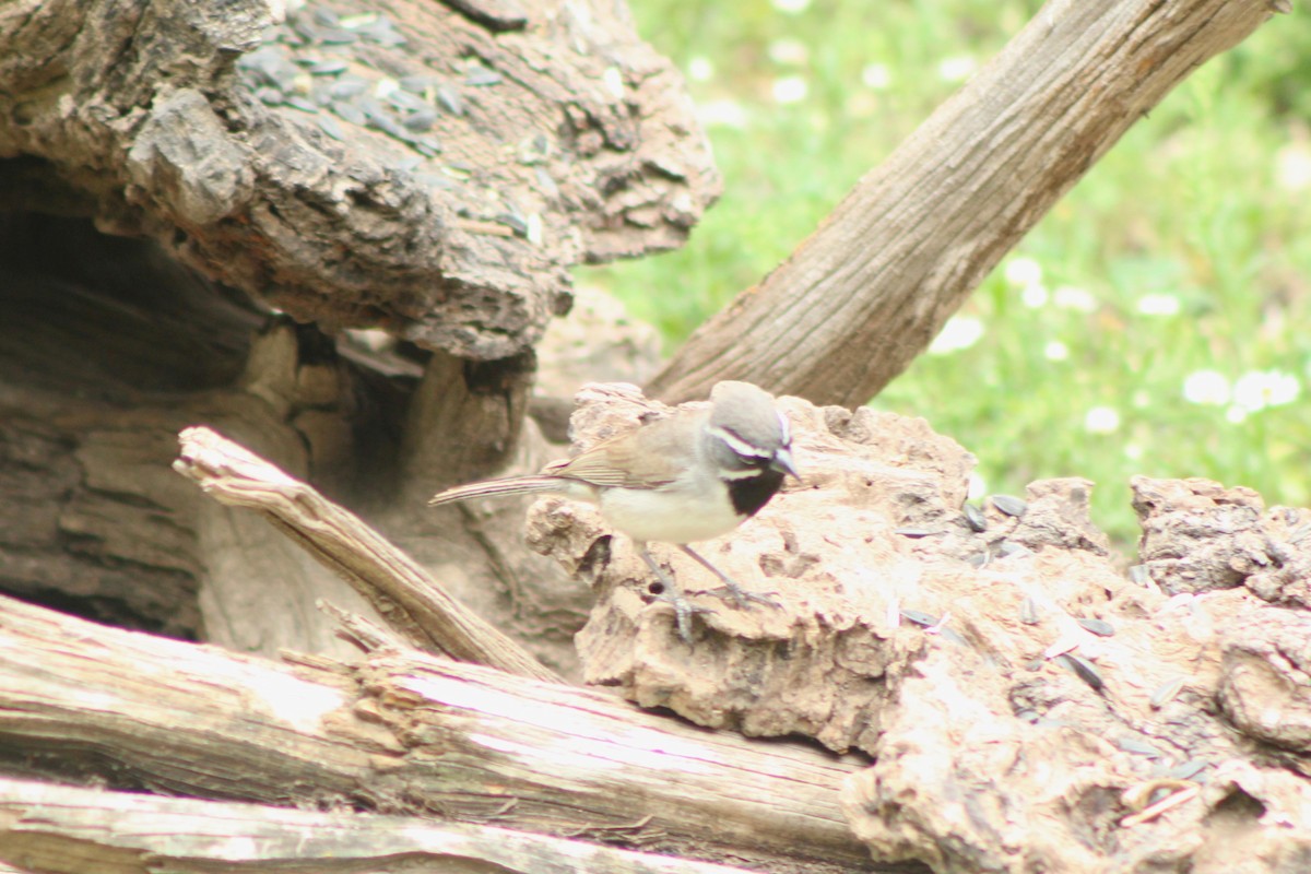 Black-throated Sparrow - Lila Lewis