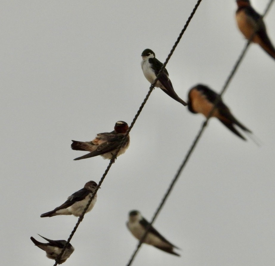 Northern Rough-winged Swallow - Erin Jones