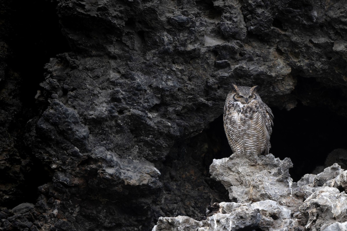 Great Horned Owl - Carl Bergstrom