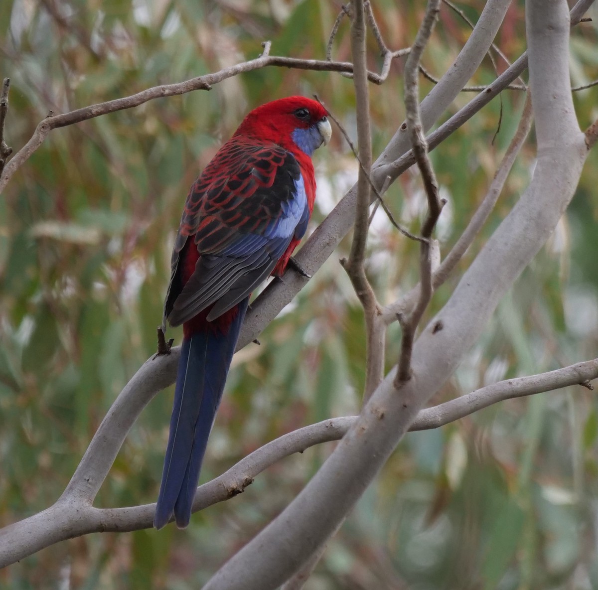 Crimson Rosella - Ian Gibson