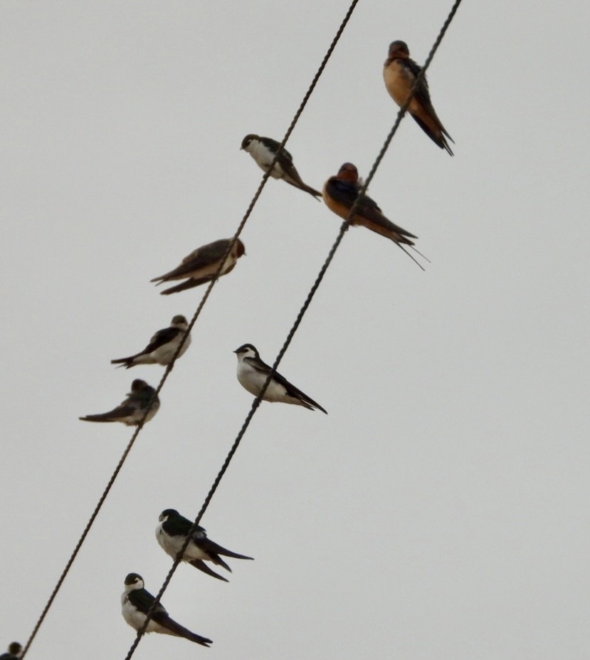 Barn Swallow - Erin Jones