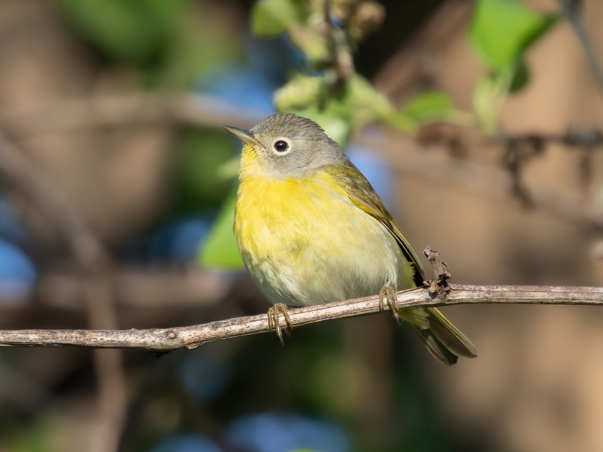 Nashville Warbler - Ian Sarmiento