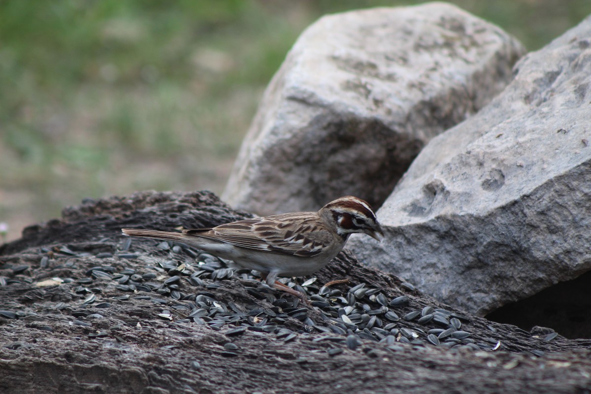 Lark Sparrow - Lila Lewis