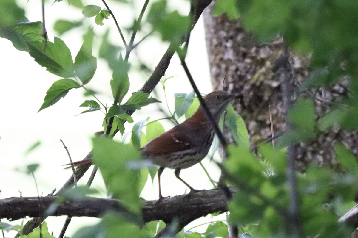 Brown Thrasher - Liam Messier