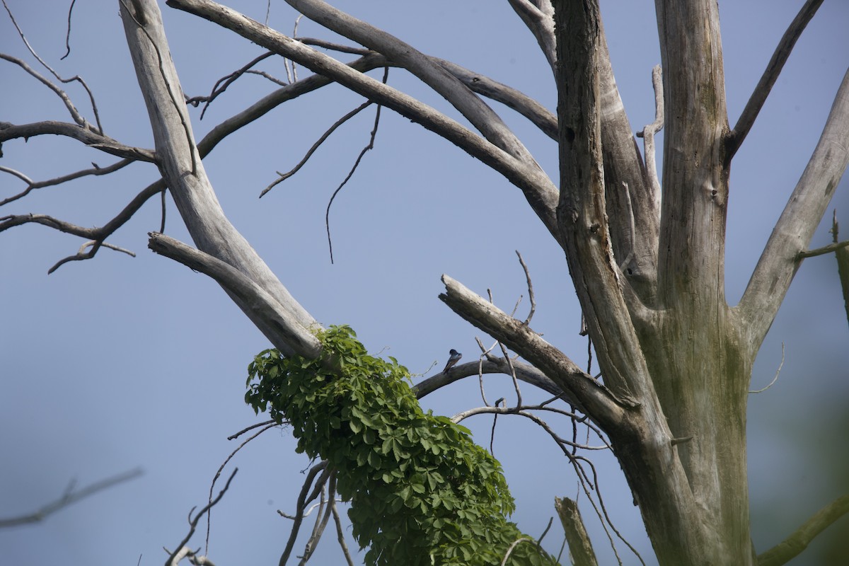 Tree Swallow - ML619551993