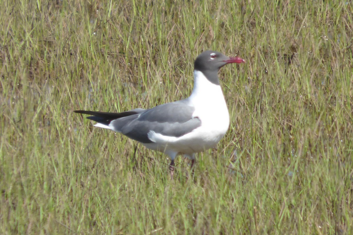 Laughing Gull - John Coran