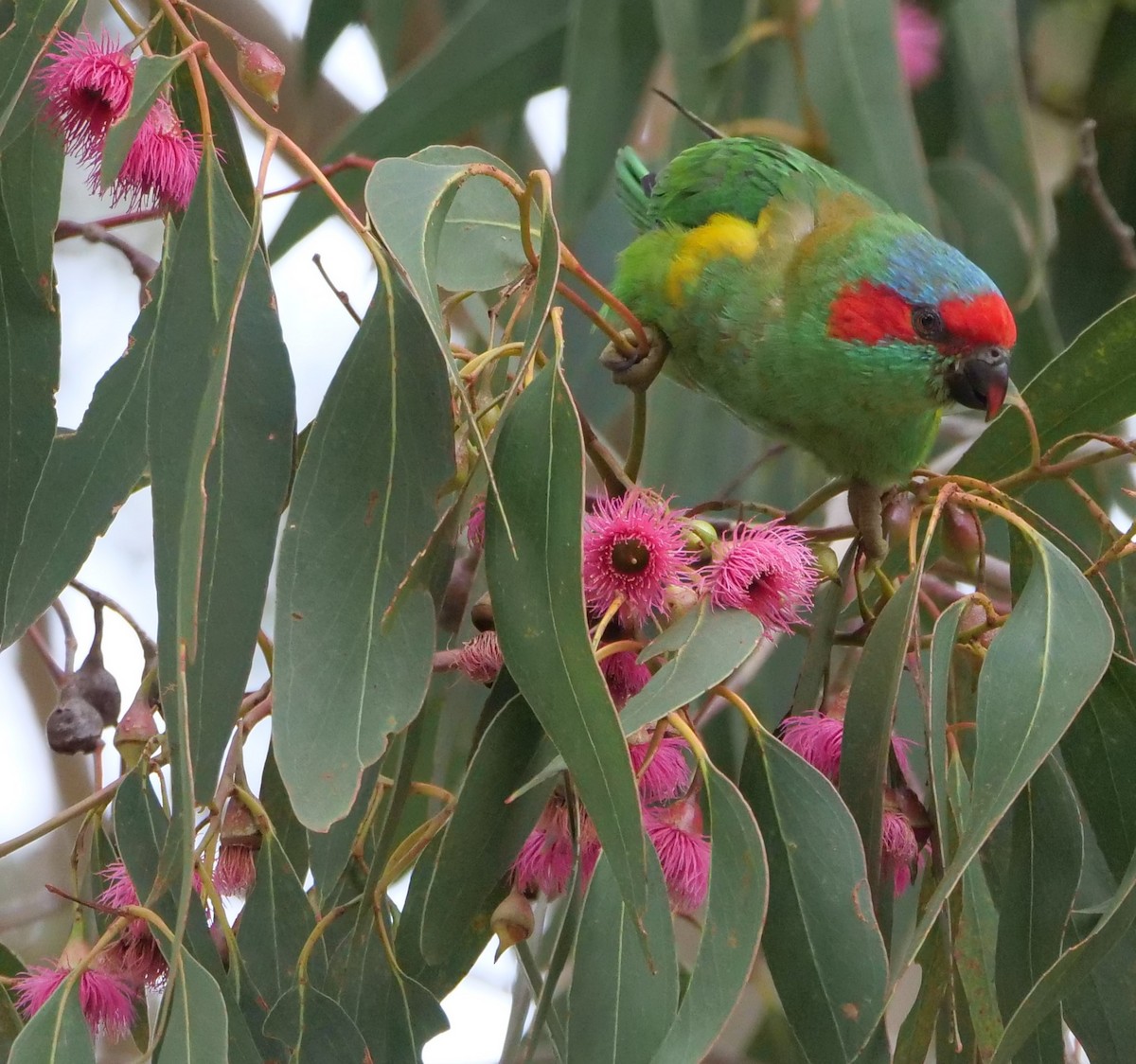 Musk Lorikeet - Ian Gibson