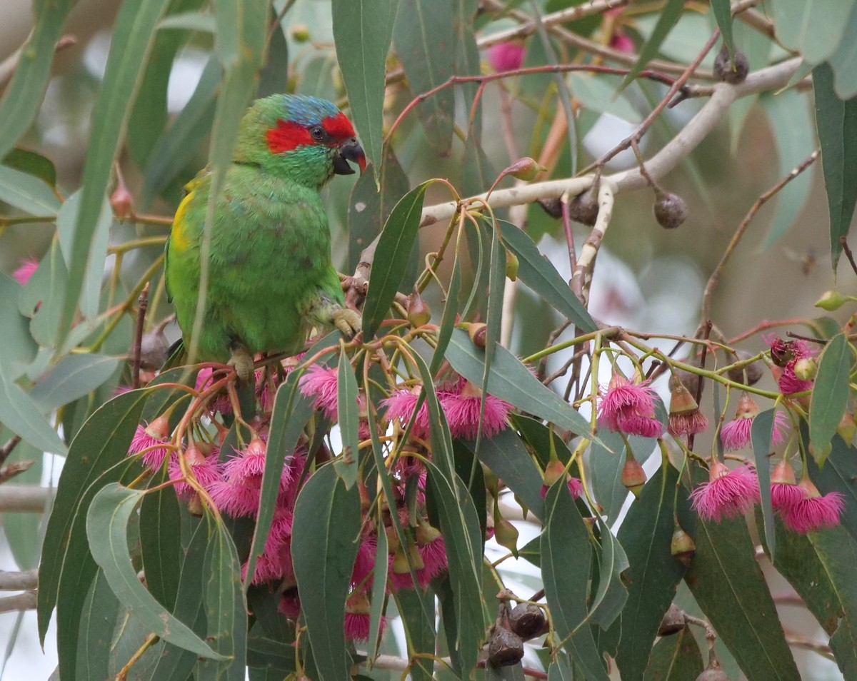 Musk Lorikeet - ML619551998