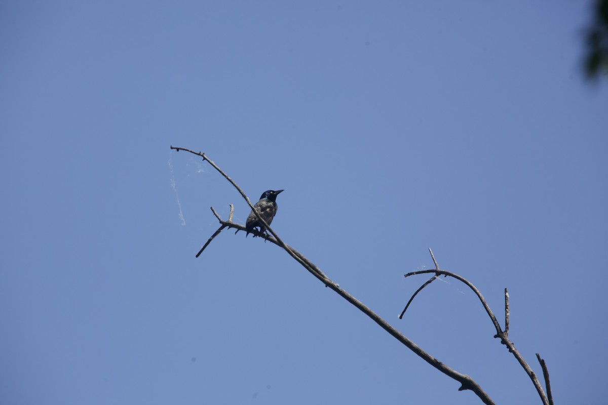 Common Grackle - Paul Miller