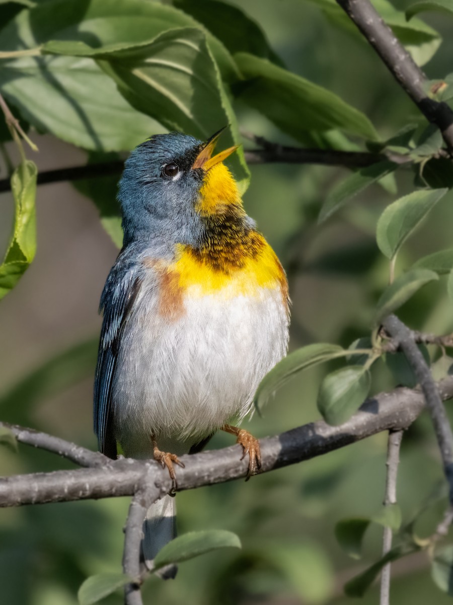 Northern Parula - Ian Sarmiento