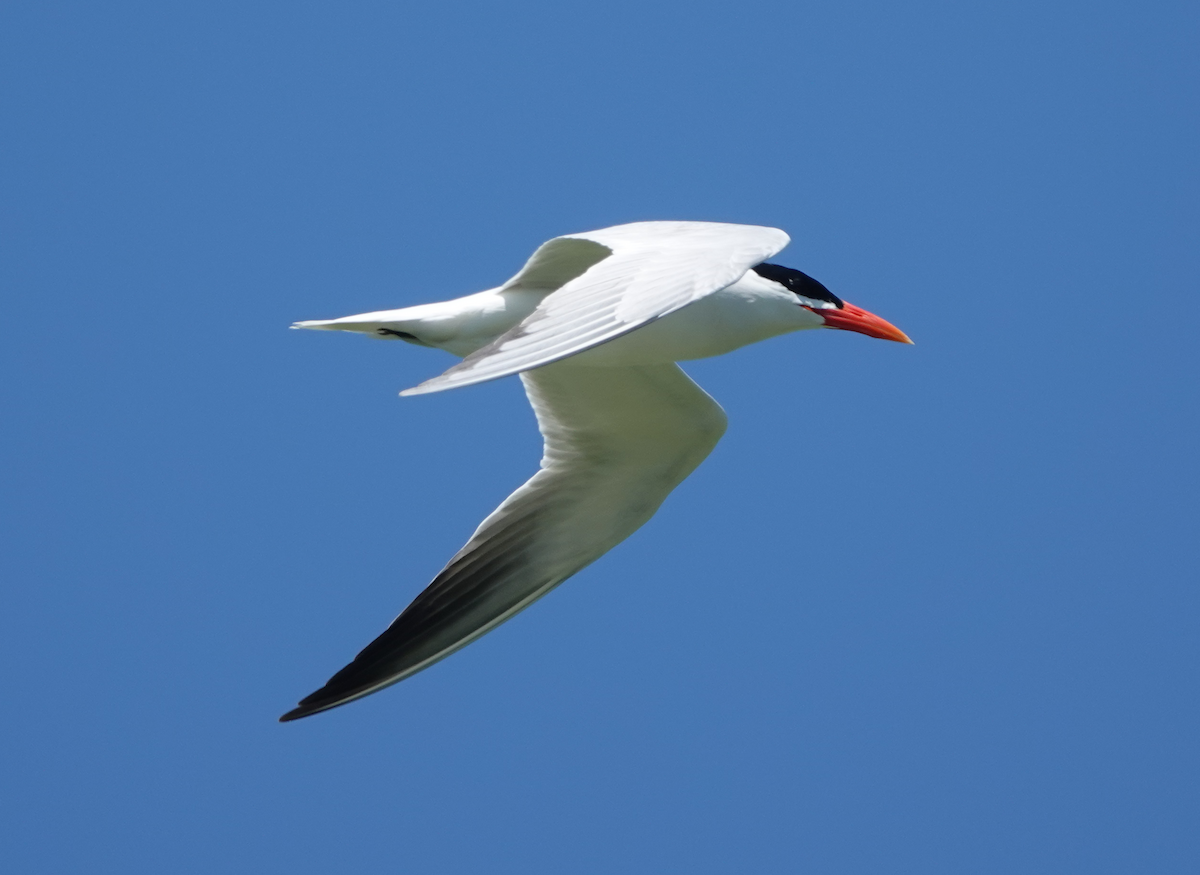 Caspian Tern - Jane Huggins