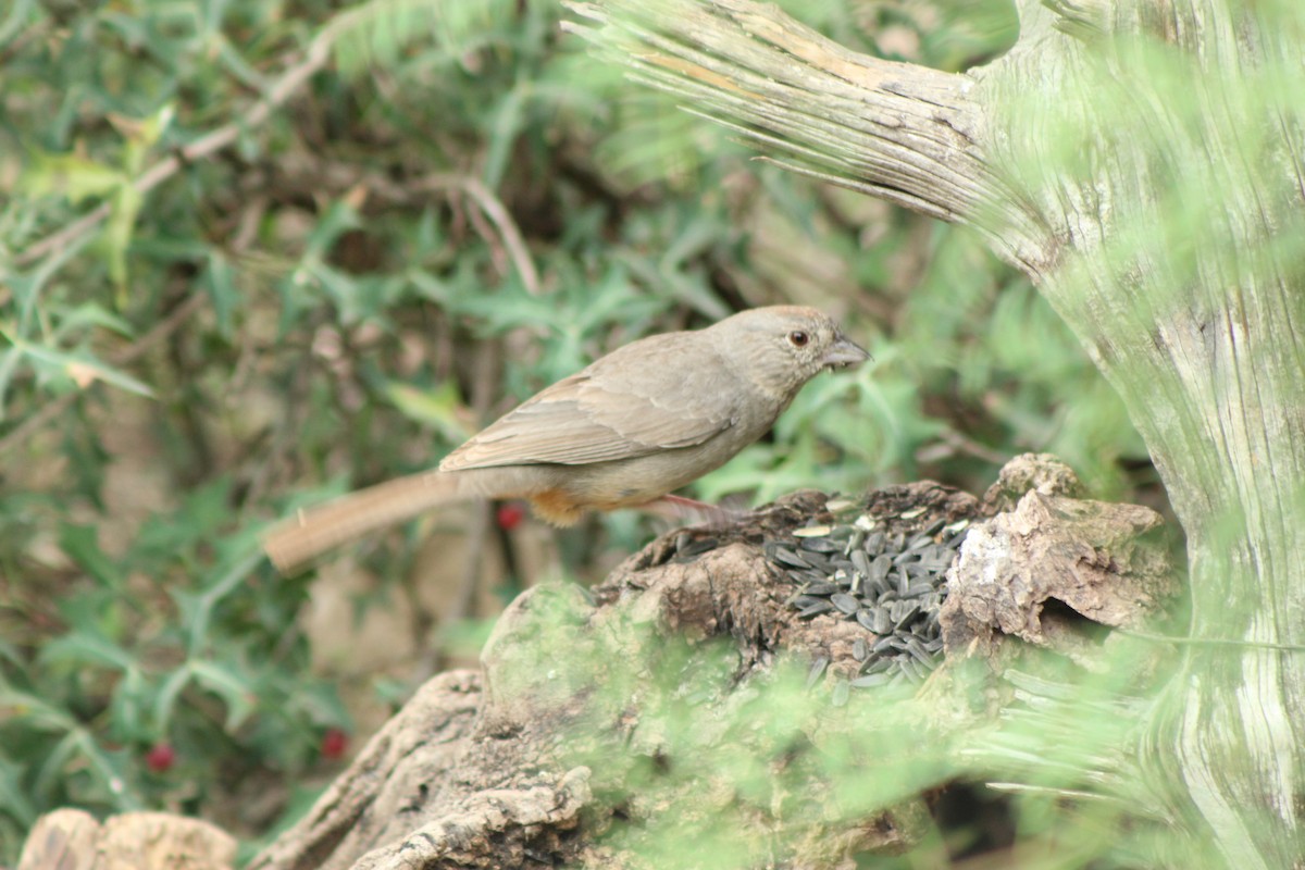 Canyon Towhee - Lila Lewis