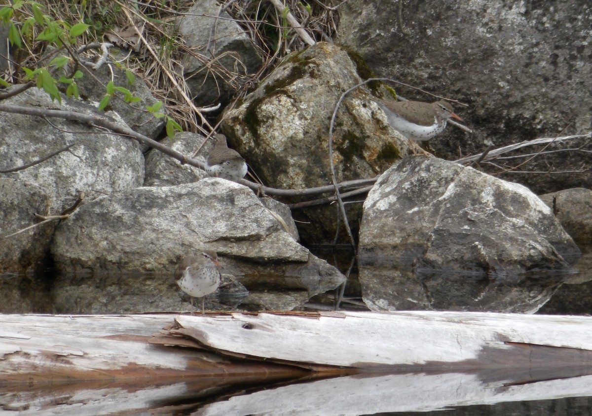 Spotted Sandpiper - Cindy Grimes