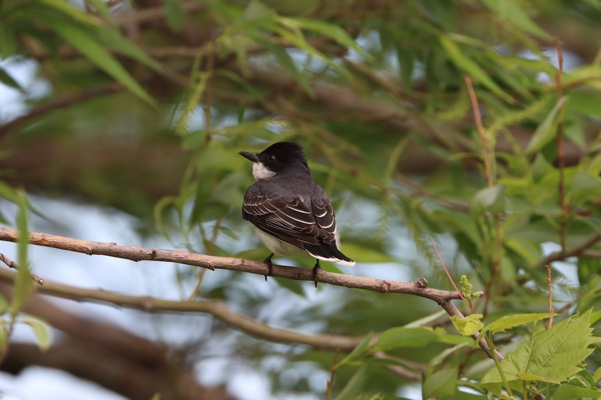 Eastern Kingbird - François Smith