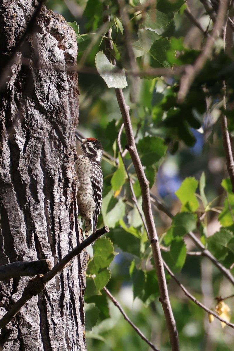 Downy Woodpecker - Daniel Gillingwater