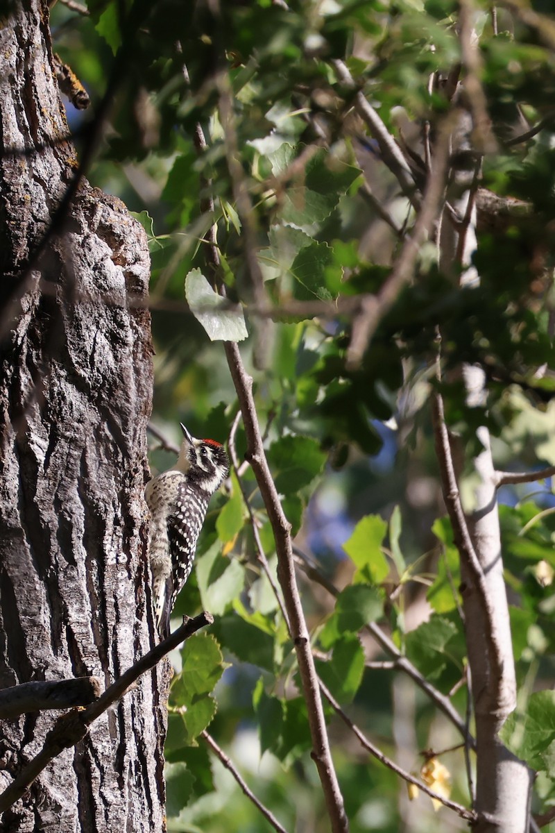 Downy Woodpecker - ML619552025