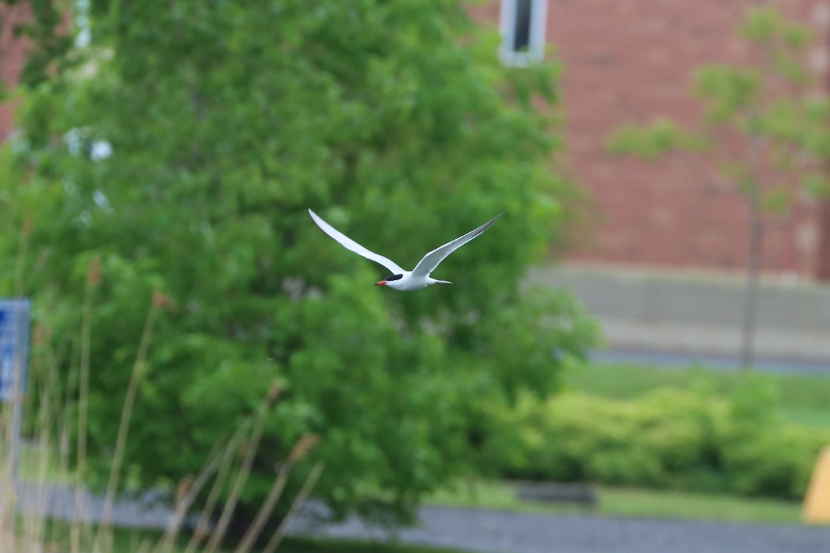 Common Tern - François Smith