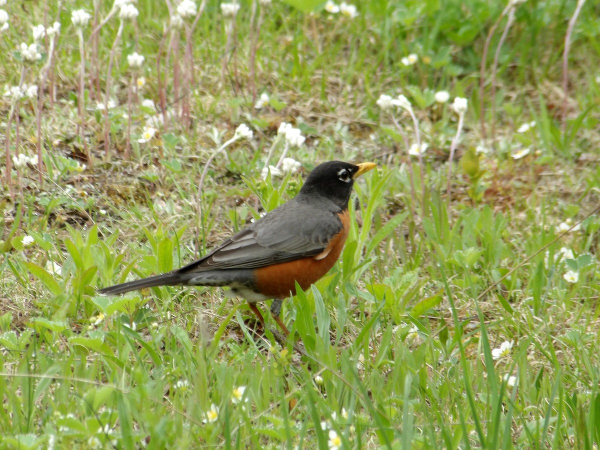 American Robin - Cindy Grimes