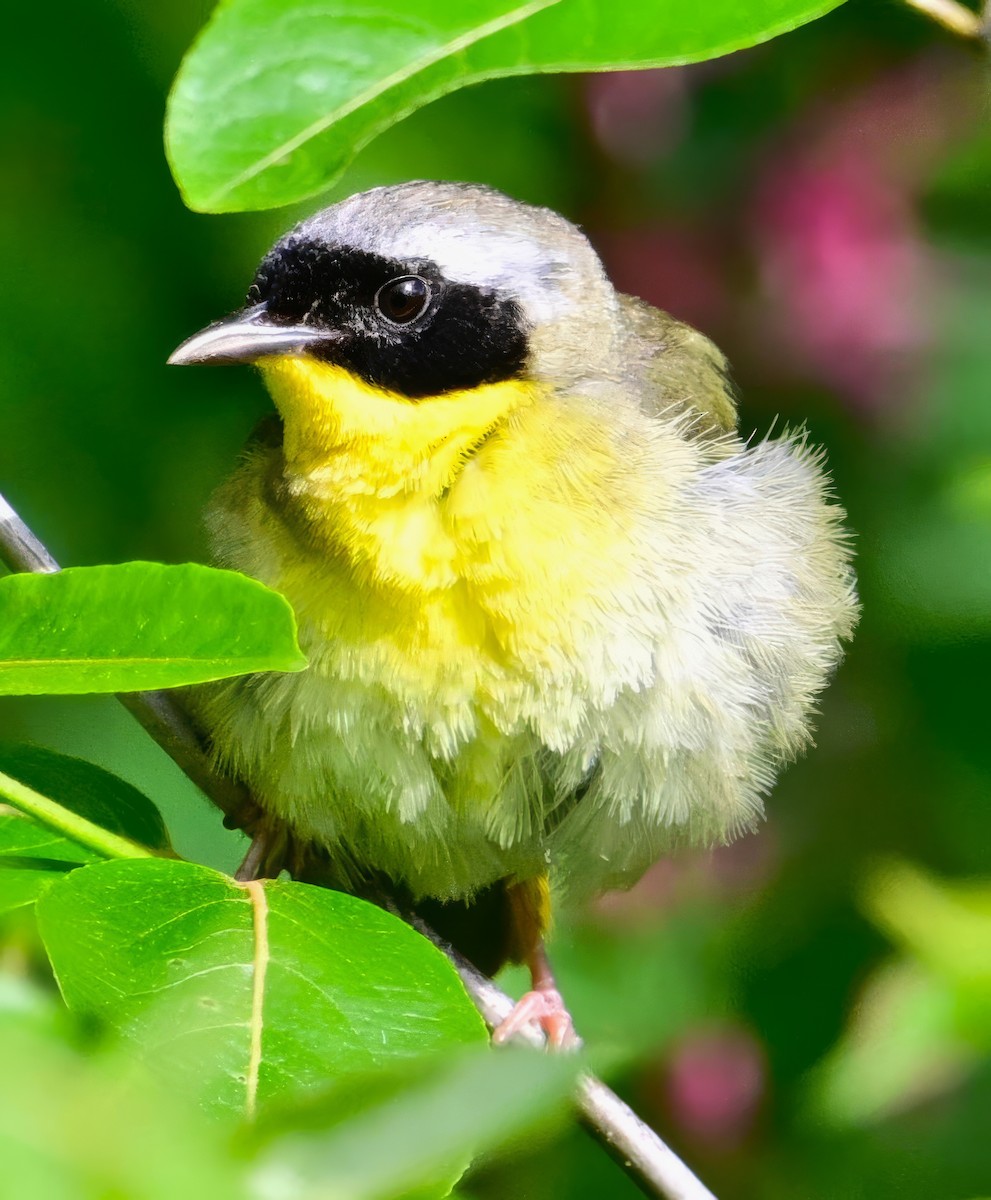 Common Yellowthroat - Alan Sankey  COHL