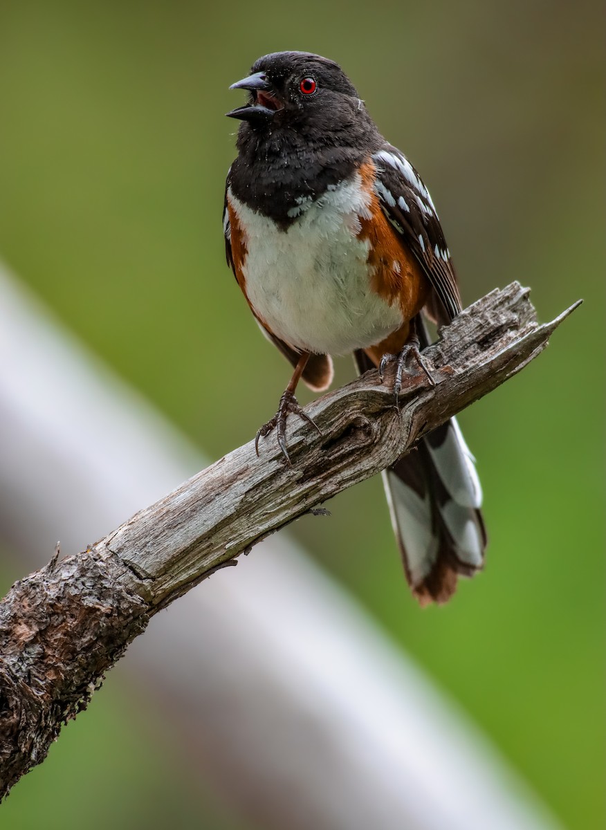 Spotted Towhee (maculatus Group) - Andrew Thomas 🦅🪶