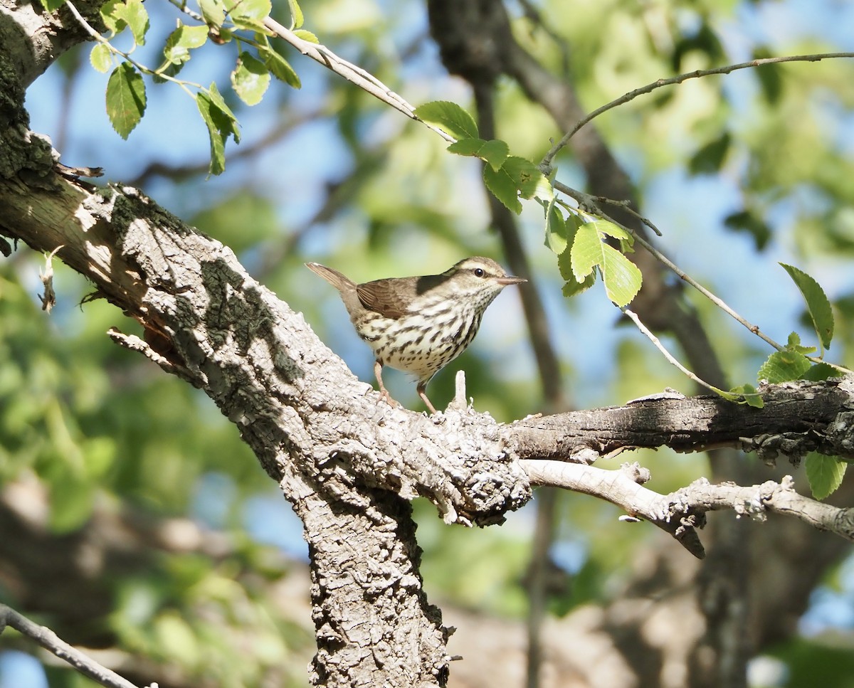 Northern Waterthrush - Bob Nieman