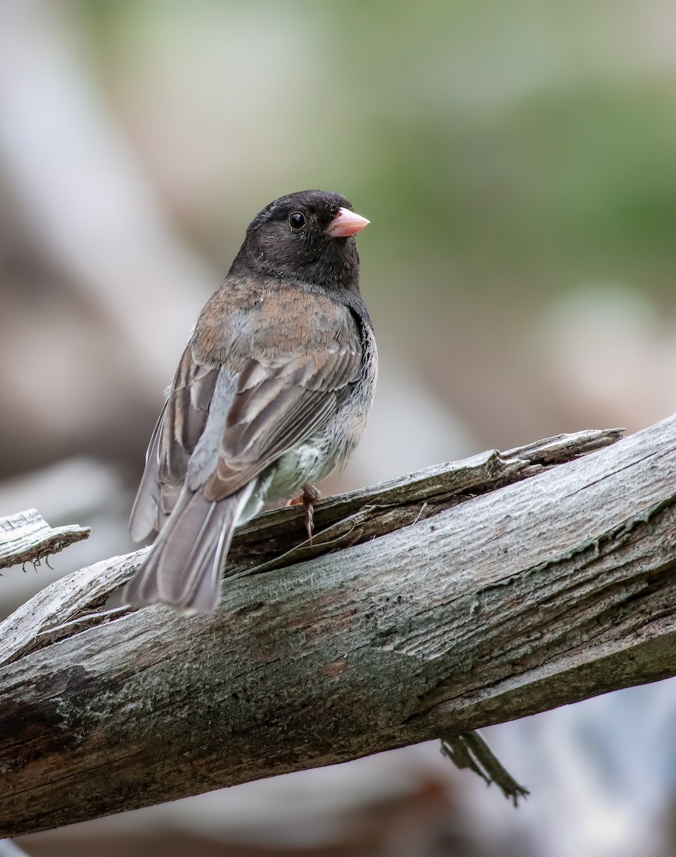 Dark-eyed Junco (Oregon) - Andrew Thomas 🦅🪶