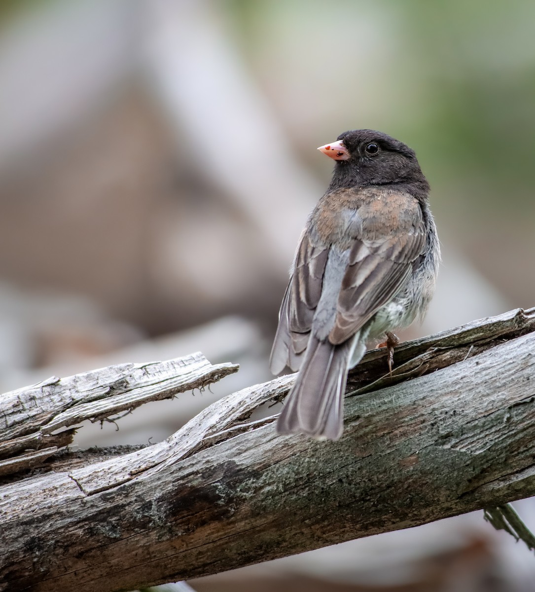 Dark-eyed Junco (Oregon) - Andrew Thomas 🦅🪶