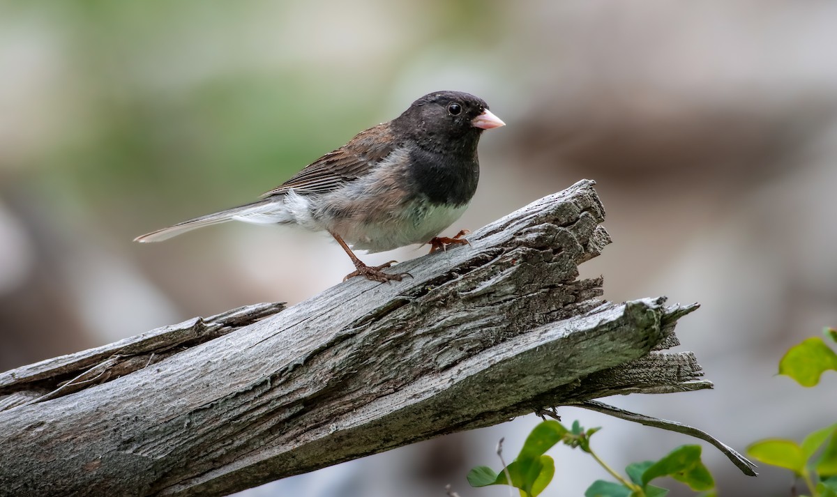 Dark-eyed Junco (Oregon) - Andrew Thomas 🦅🪶