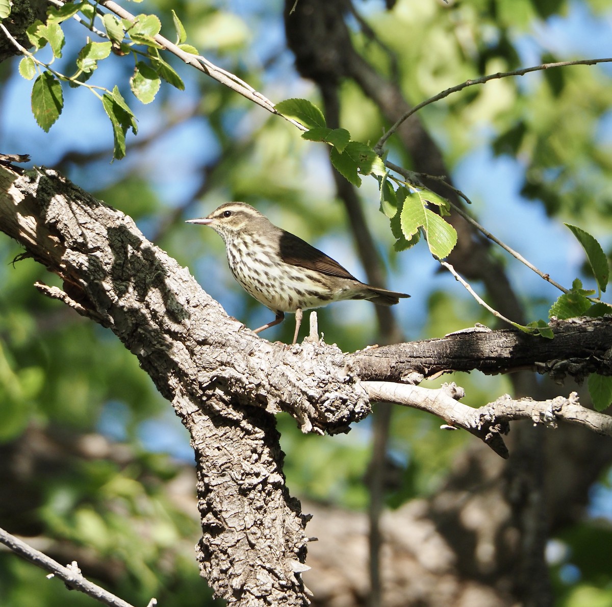 Northern Waterthrush - Bob Nieman