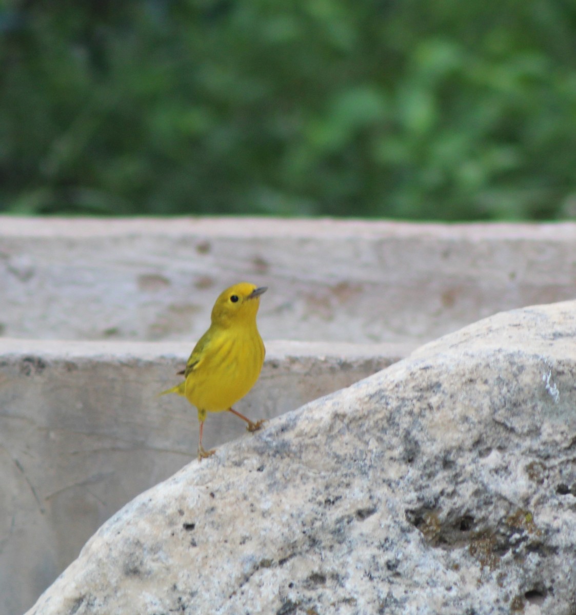 Yellow Warbler - Lila Lewis